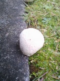 Lycoperdon utriforme image