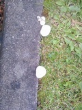 Lycoperdon utriforme image