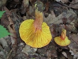 Phylloporus rhodoxanthus image