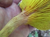 Phylloporus rhodoxanthus image