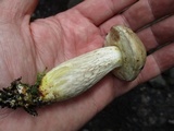Retiboletus griseus image