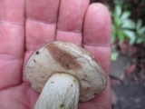 Retiboletus griseus image