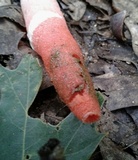 Mutinus elegans image