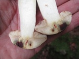 Retiboletus griseus image