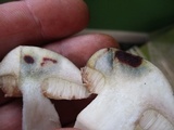Retiboletus griseus image