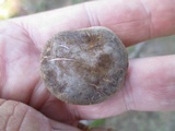 Xerocomellus intermedius image