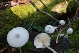 Leucocoprinus cepistipes image