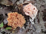 Ramaria formosa image