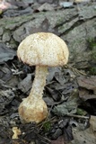 Amanita daucipes image