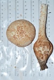 Amanita daucipes image