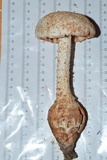 Amanita daucipes image