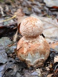 Amanita daucipes image