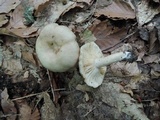 Lactarius cinereus image