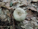 Lactarius cinereus image