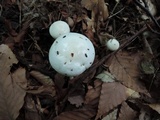 Hygrophorus eburneus image
