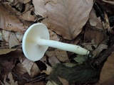 Hygrophorus eburneus image