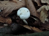 Hygrophorus eburneus image