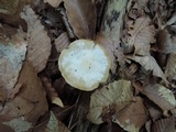 Hygrophorus eburneus image
