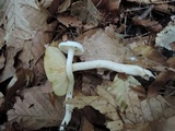 Hygrophorus eburneus image