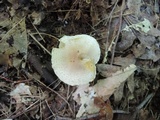Pholiota angustipes image