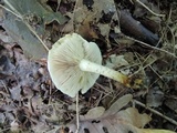 Pholiota angustipes image