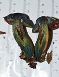 Boletus subluridellus image
