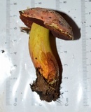 Boletus subluridellus image