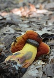 Boletus subluridellus image