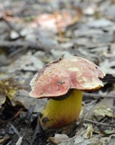 Boletus subluridellus image