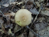 Pholiota angustipes image