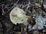 Pholiota angustipes image