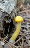 Boletus curtisii image
