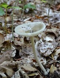 Amanita sect. Vaginatae image