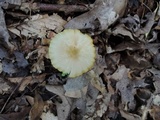 Hygrocybe flavifolia image