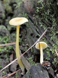 Entoloma unicolor image