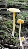 Entoloma unicolor image