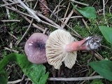 Russula queletii image