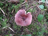 Russula queletii image