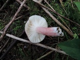 Russula queletii image