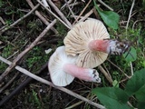 Russula queletii image