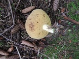 Suillus brevipes image