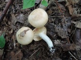 Hygrocybe pratensis var. pallida image