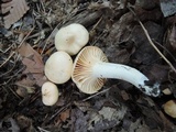 Hygrocybe pratensis var. pallida image