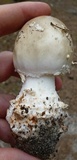 Amanita canescens image