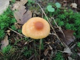 Cuphophyllus pratensis image
