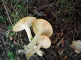 Cuphophyllus pratensis image