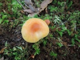 Cuphophyllus pratensis image