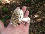 Amanita hesleri image