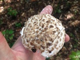 Amanita hesleri image