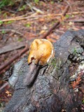 Gyromitra infula image